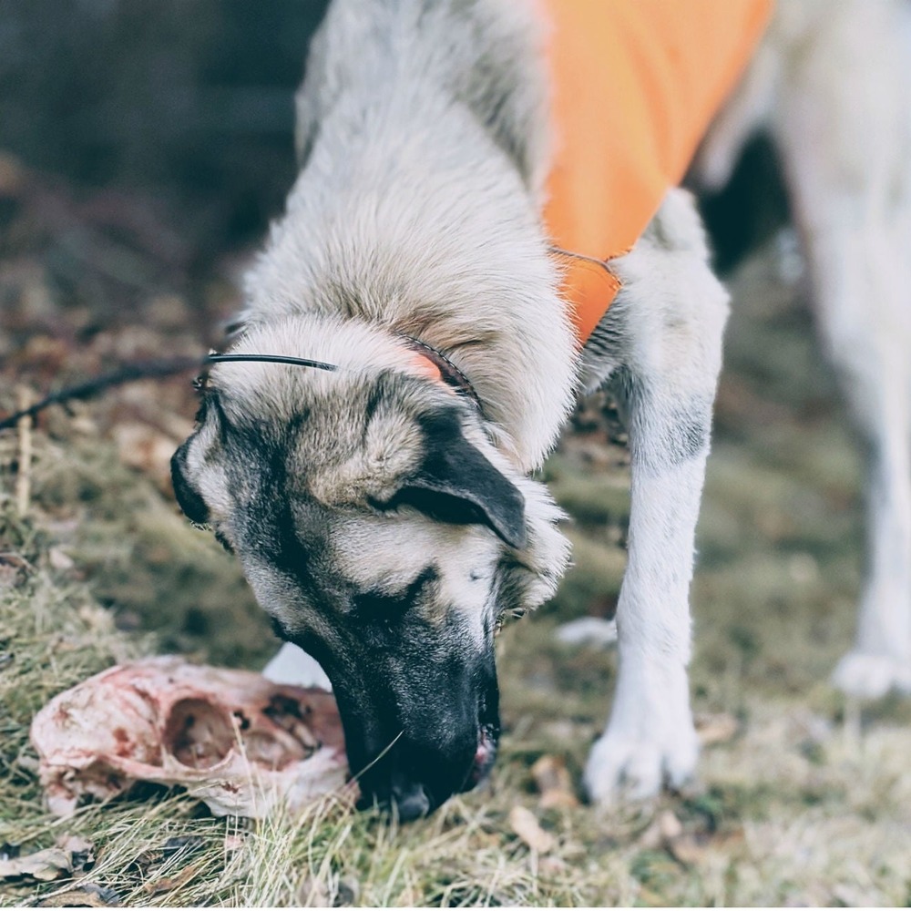 Budget notes and puppy care costs on paper