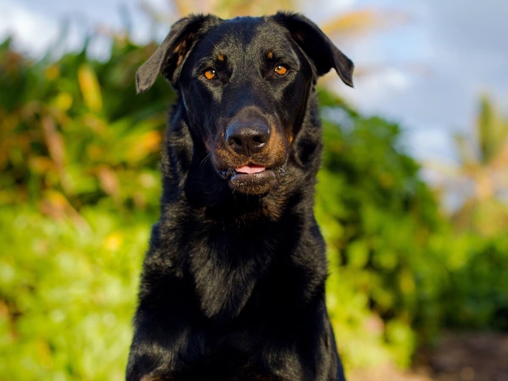 Close view of a Beauceron face