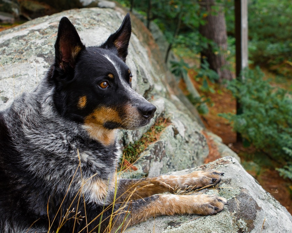 Australian Cattle Dog watching attentively