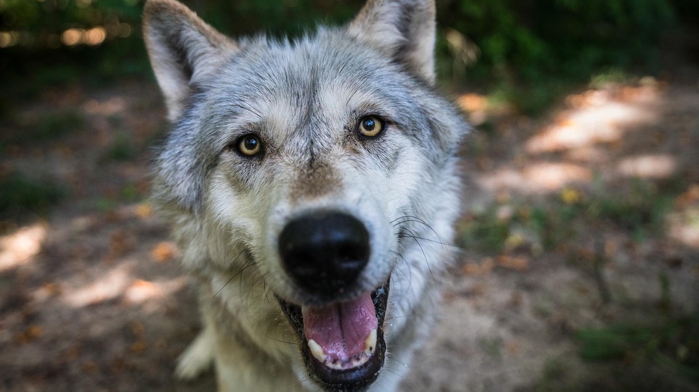 Small dog sitting on a path