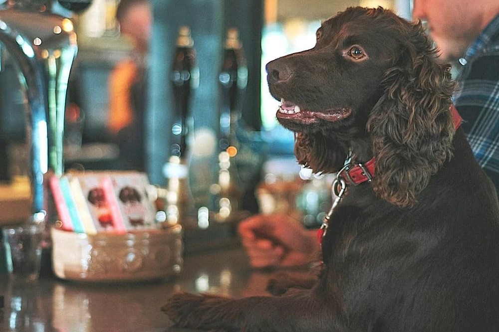 Veterinarian examining a dog during a consultation