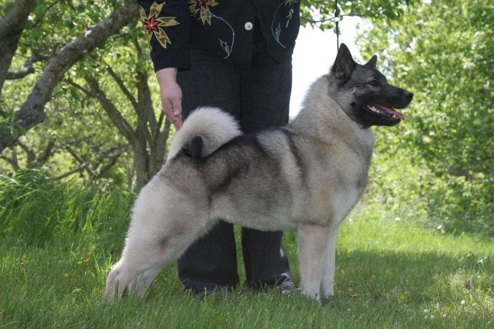 Black Norwegian Elkhound side profile showing curled tail