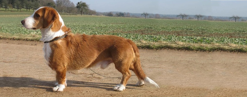 Close-up of a Westphalian Dachsbracke face