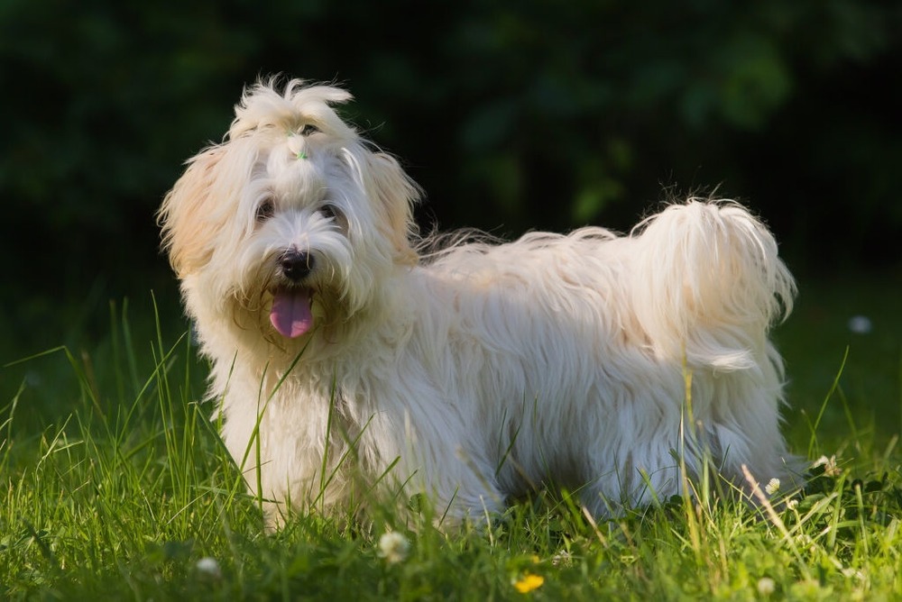 Havanese with long coat being held