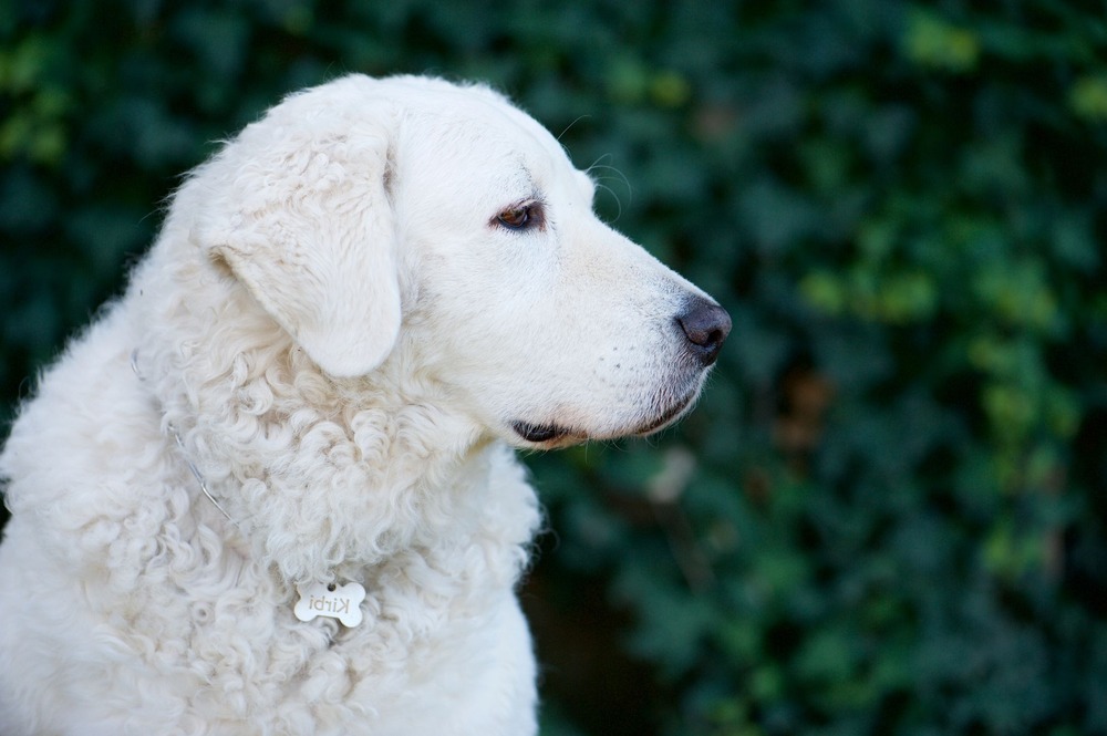 Kuvasz close-up showing strong head and dark pigmentation