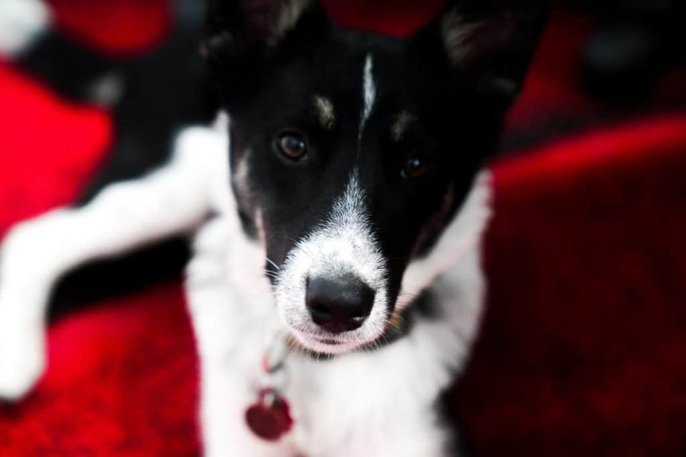 Mountain Feist standing outdoors