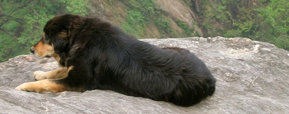 Large mountain dog standing in rocky terrain