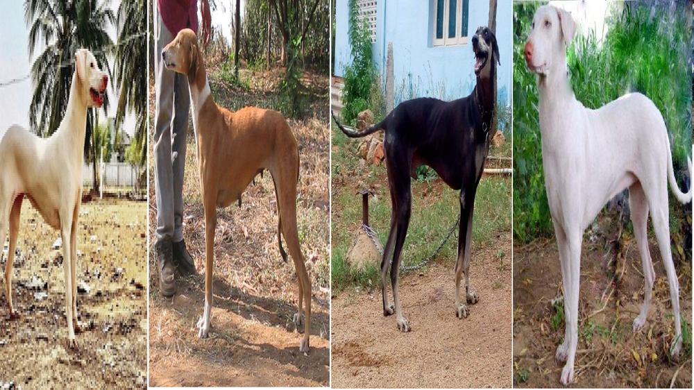 Rajapalayam dog standing side on