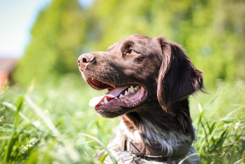 Dog breeder with puppies in a clean setting
