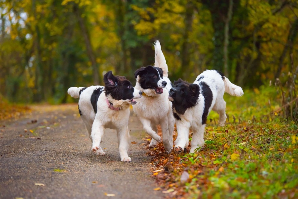 Large black and white dog sitting outdoors