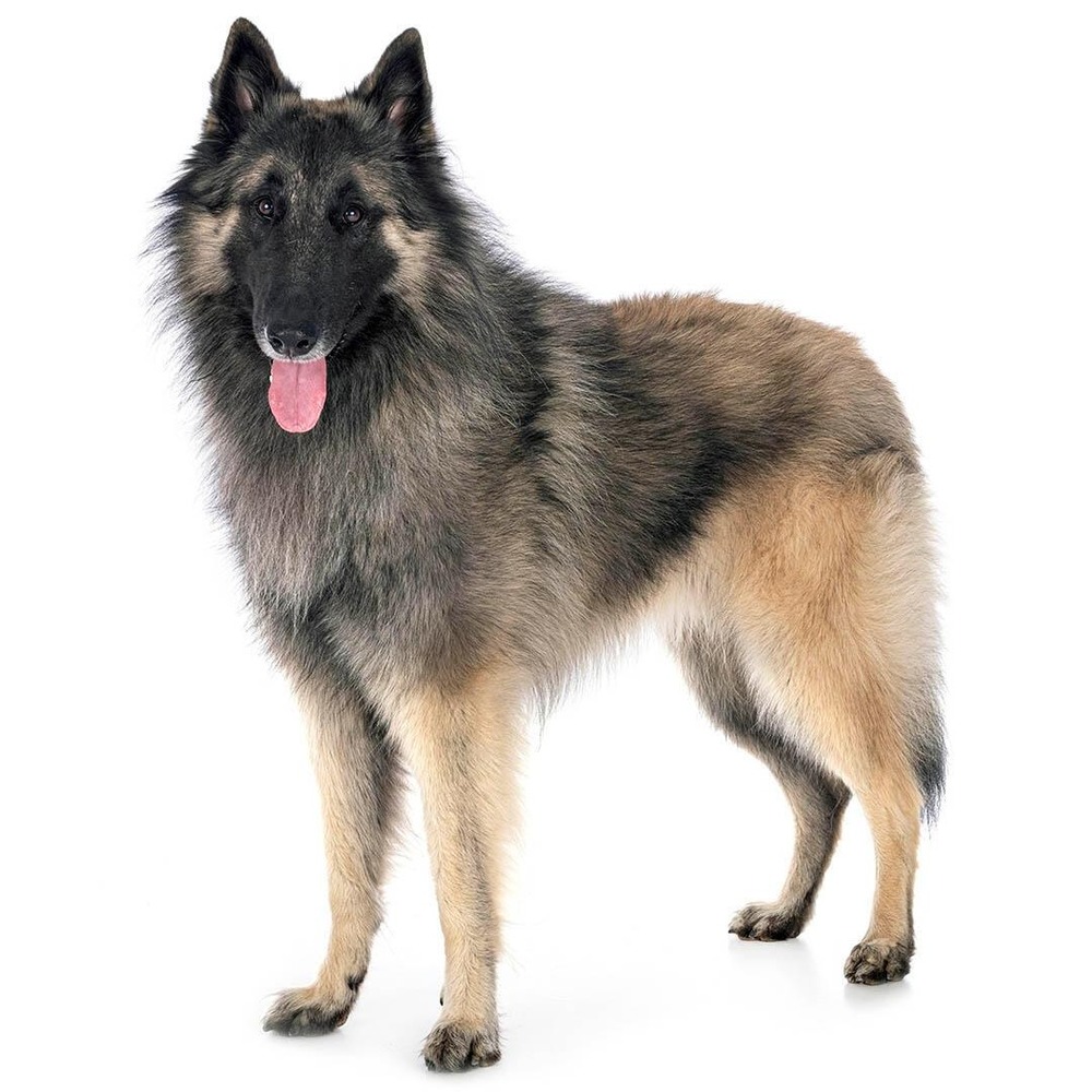 Belgian Shepherd Dog Tervueren sitting with ears alert