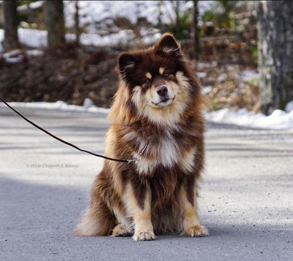Finnish Lapphund lying down with relaxed posture