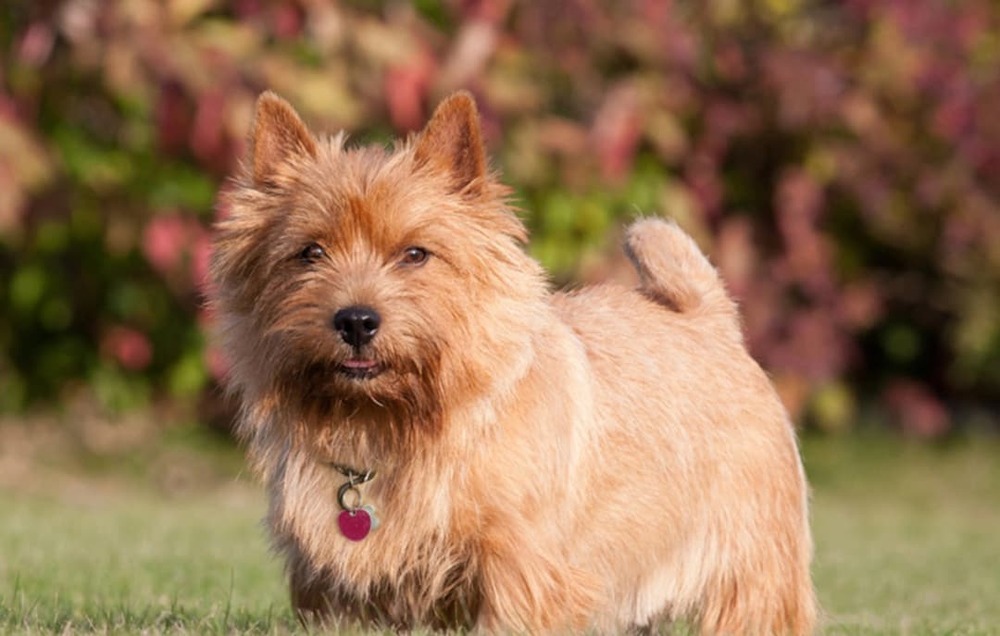 Norwich Terrier sitting on grass