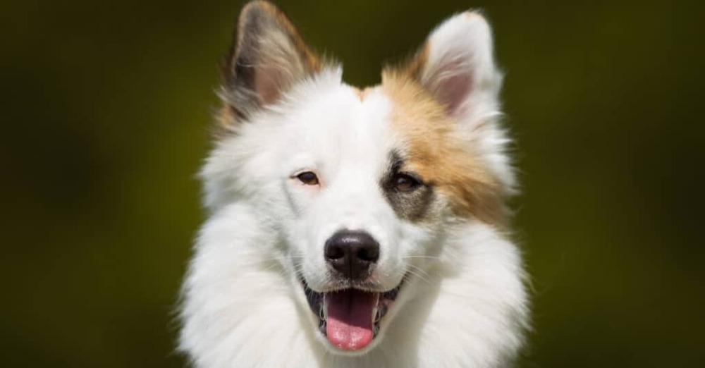 Icelandic Sheepdog sitting in grass