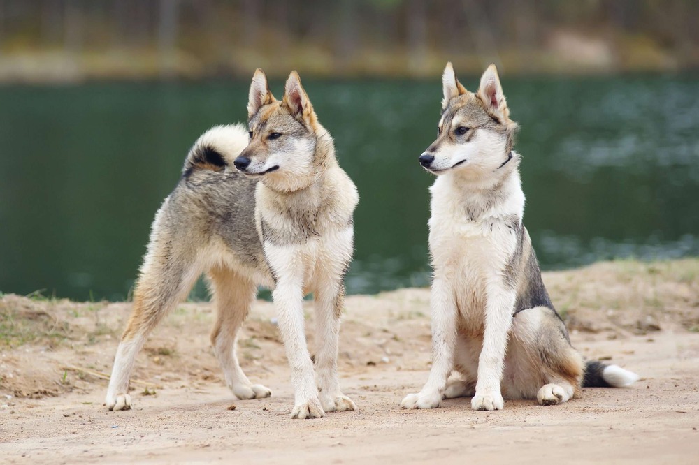 West Siberian Laika in profile with curled tail