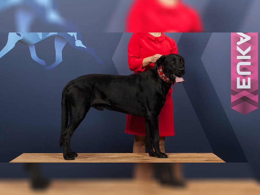 Large black dog sitting calmly