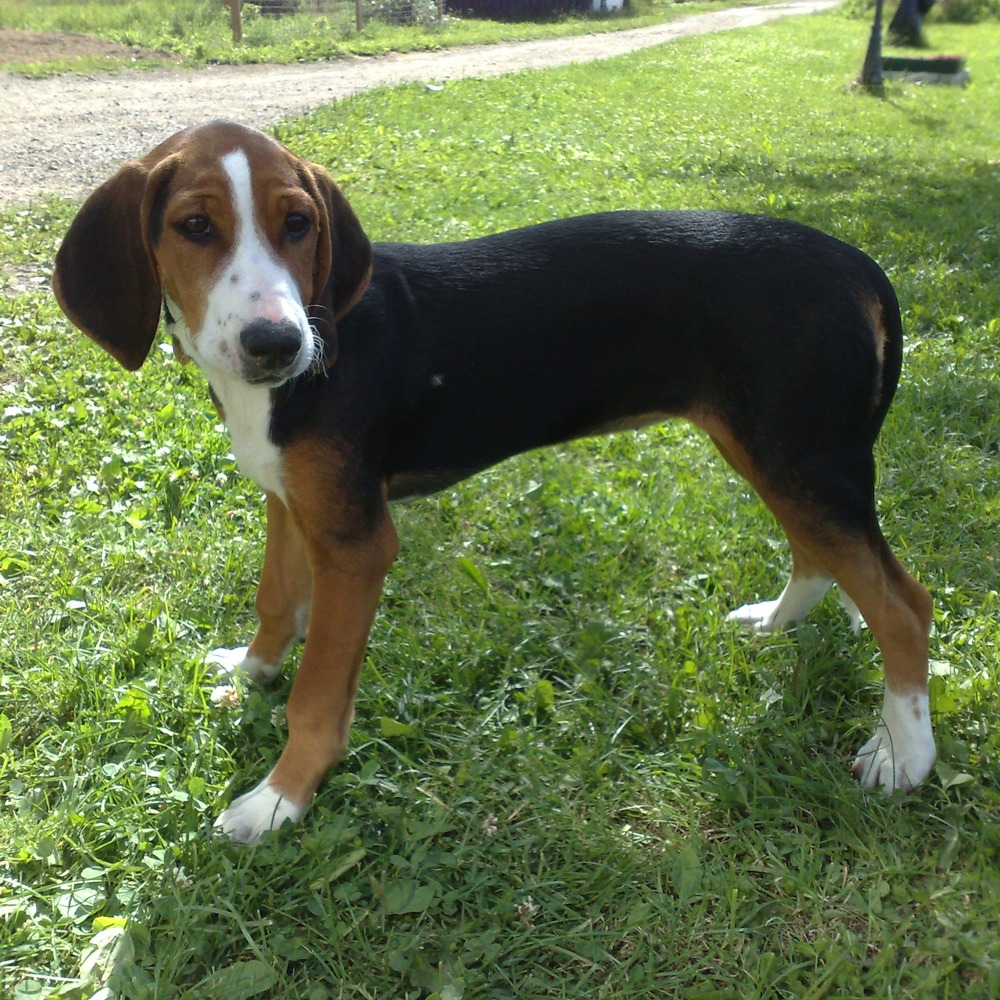 Finnish Hound head and shoulders