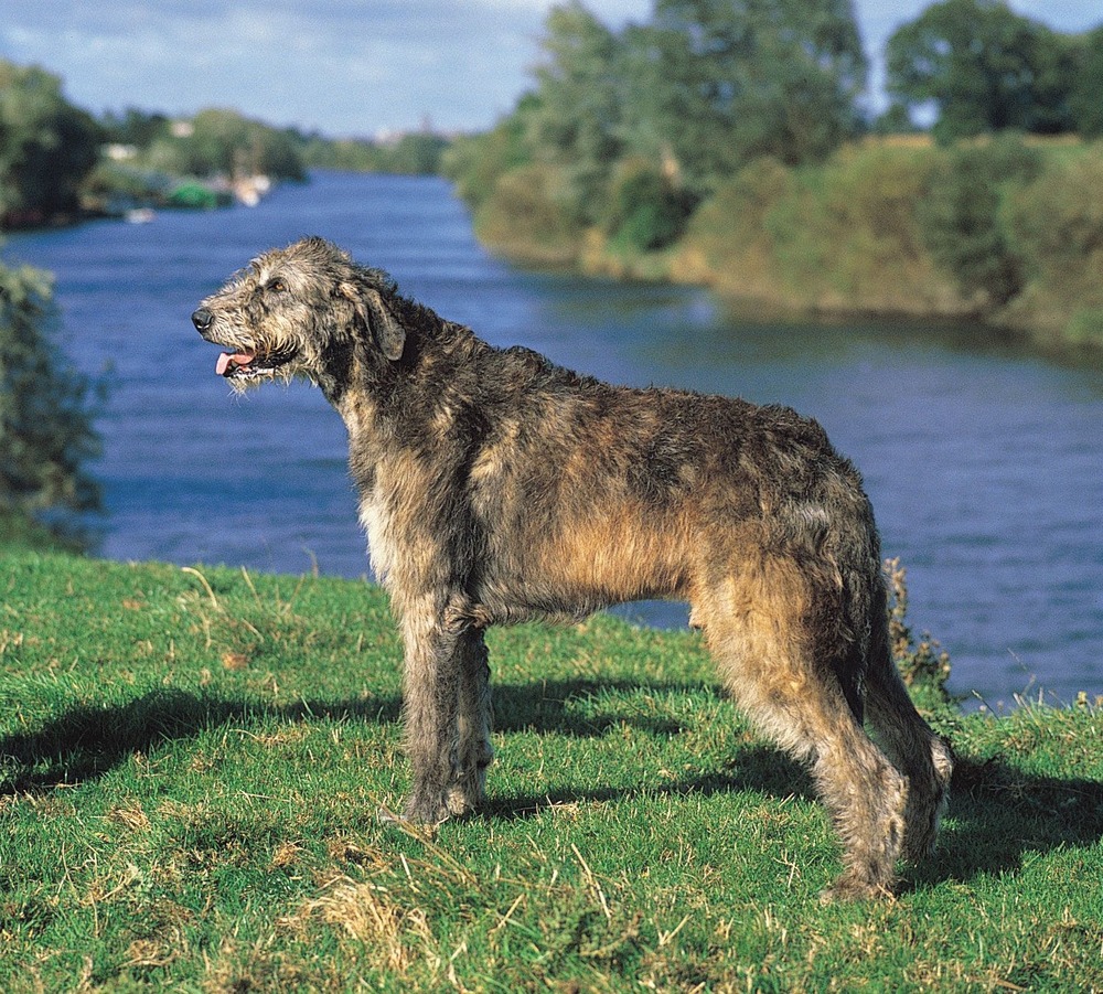 Irish Wolfhound close-up of head and coat texture