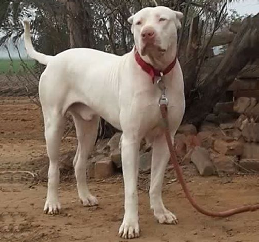 Bully Kutta walking on lead with handler