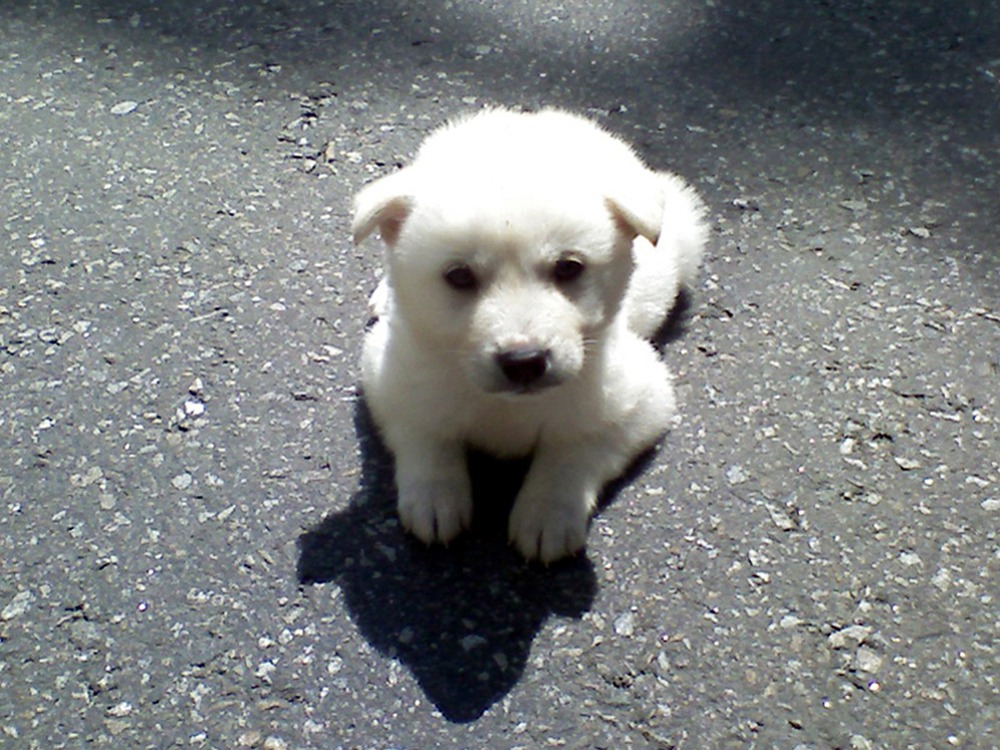 Close view of Korean Jindo dog coat and face