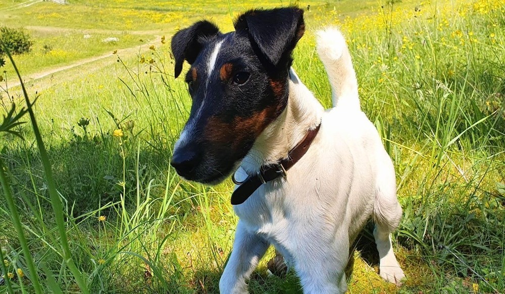Smooth Fox Terrier sitting beside a food bowl