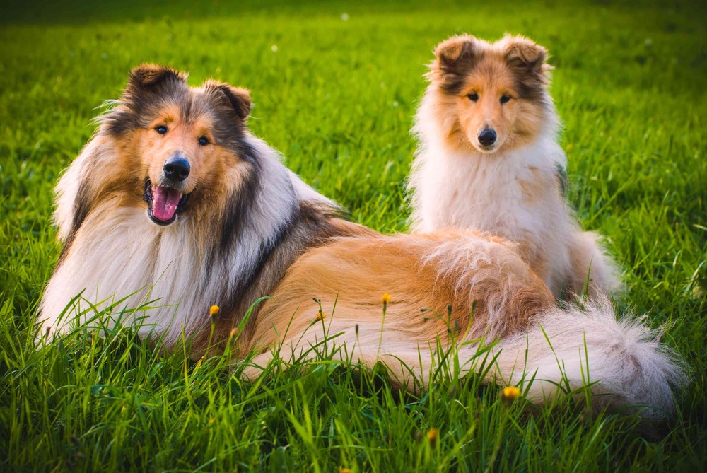 Collie sitting attentively outdoors