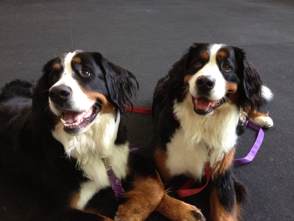 Owner observing a dog calmly indoors