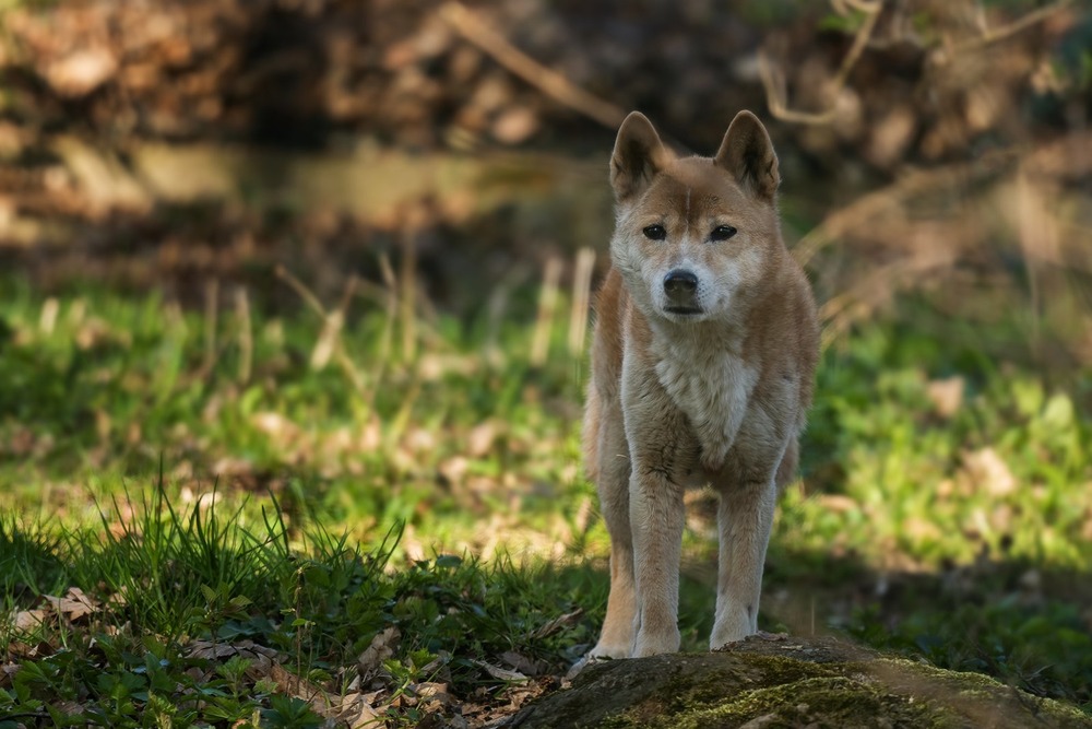 New Guinea singing dog standing alert