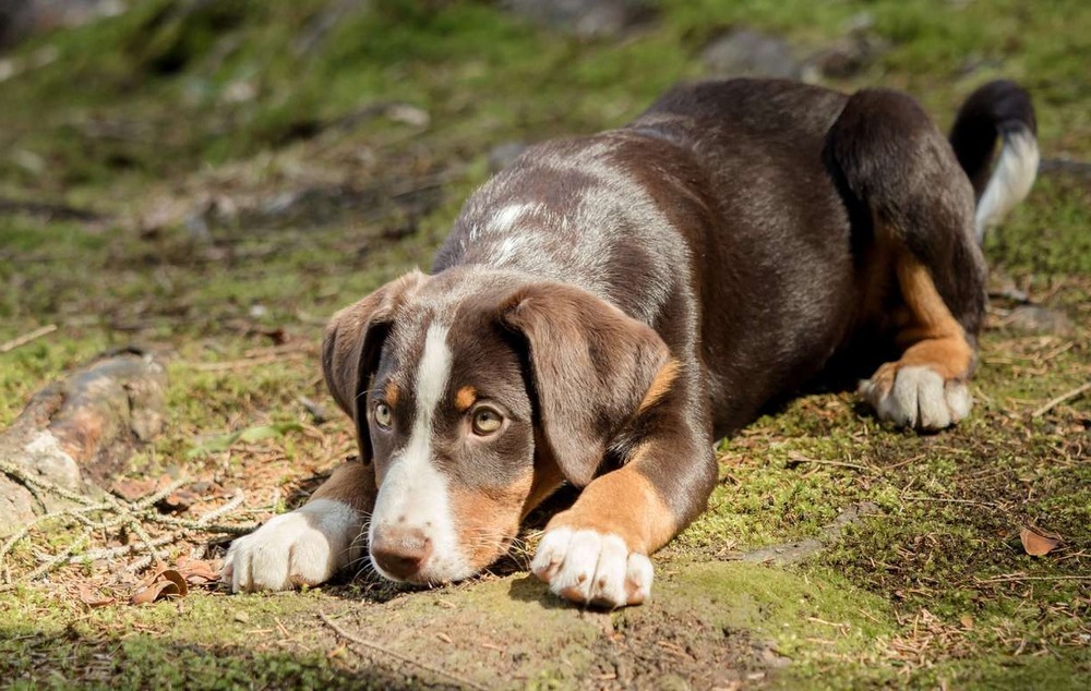 Appenzeller Sennenhund walking with handler
