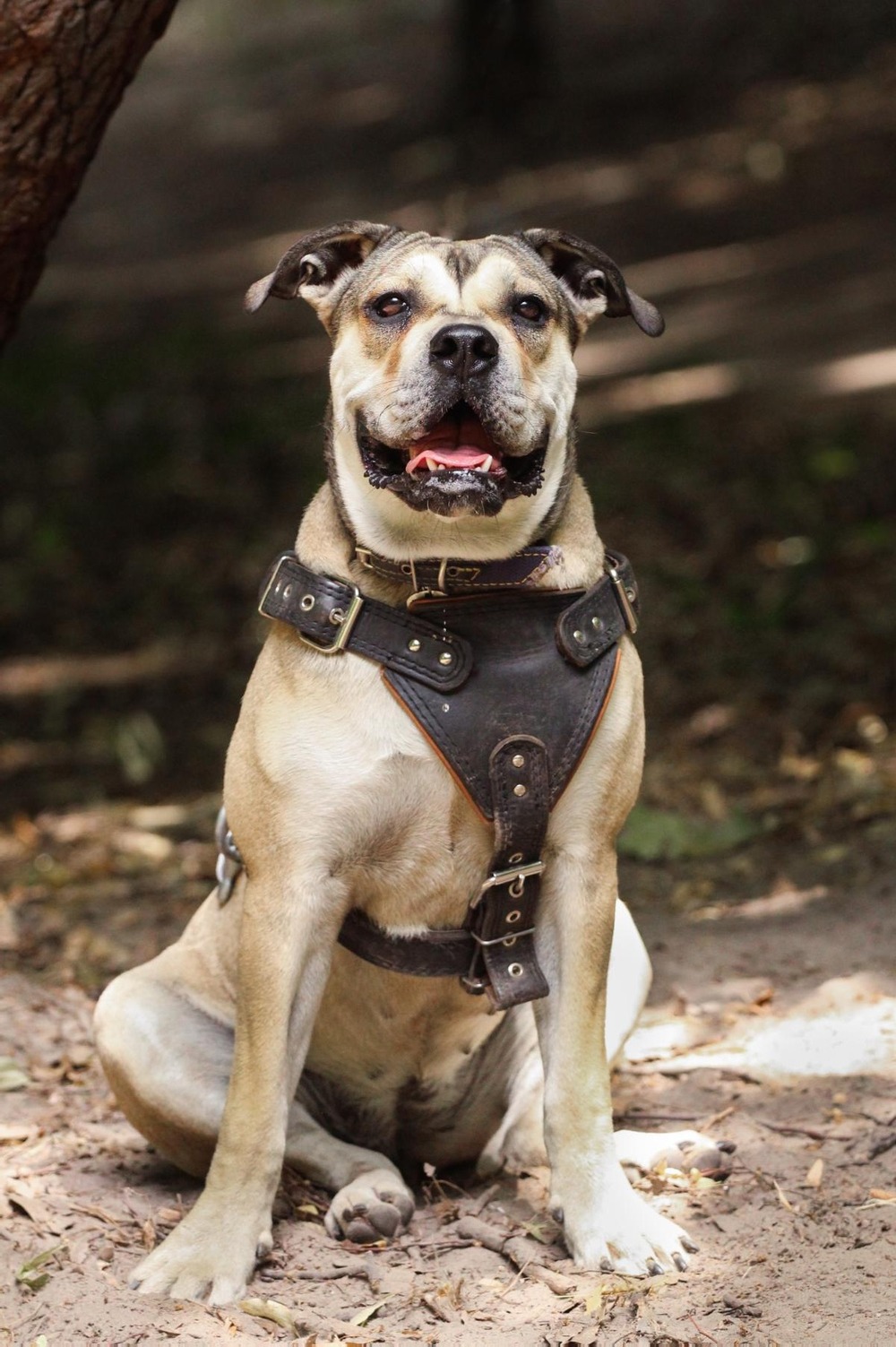 Ca de Bou full body side view