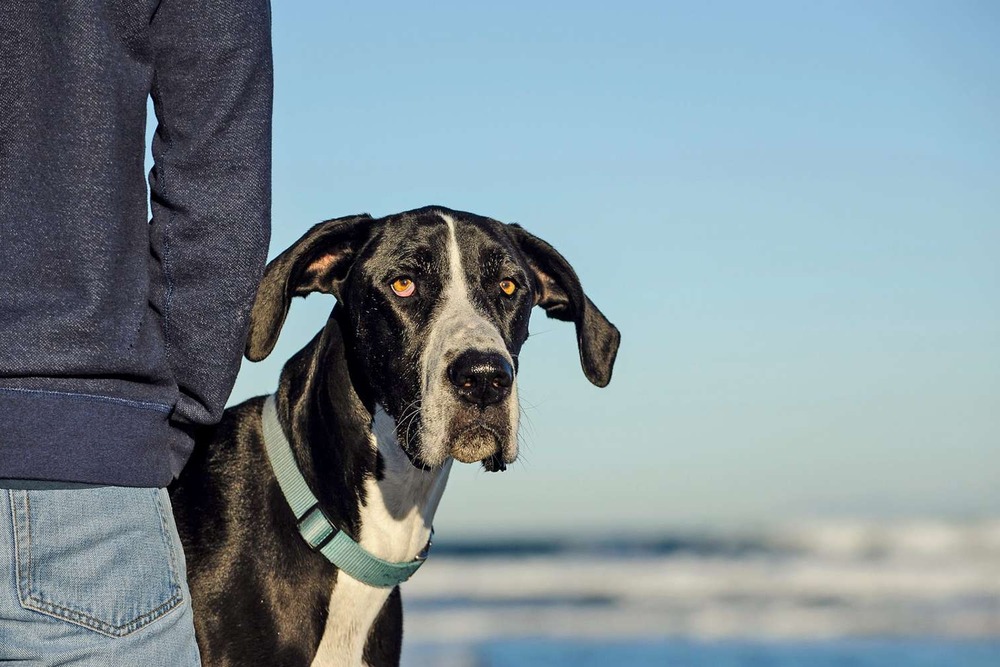 Large dog being examined with focus on a front leg