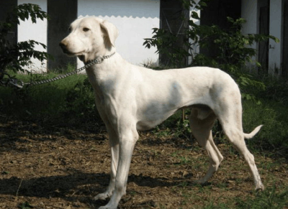 Rajapalayam dog standing on grass