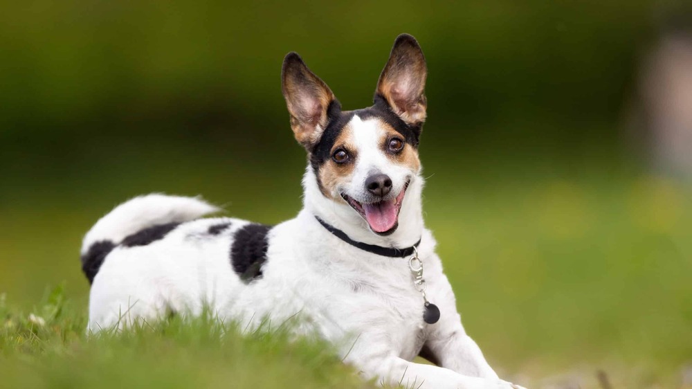 Danish-Swedish Farmdog sitting outdoors