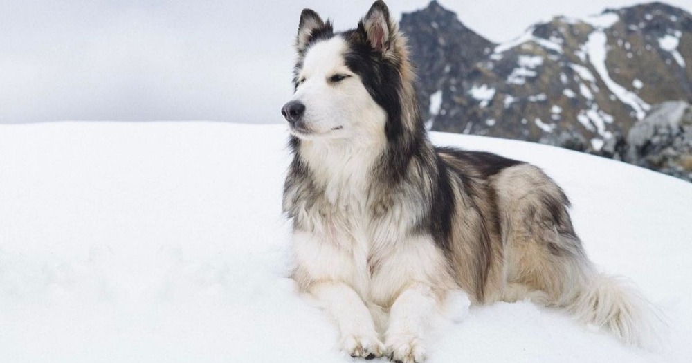 Husky type dog resting calmly outside