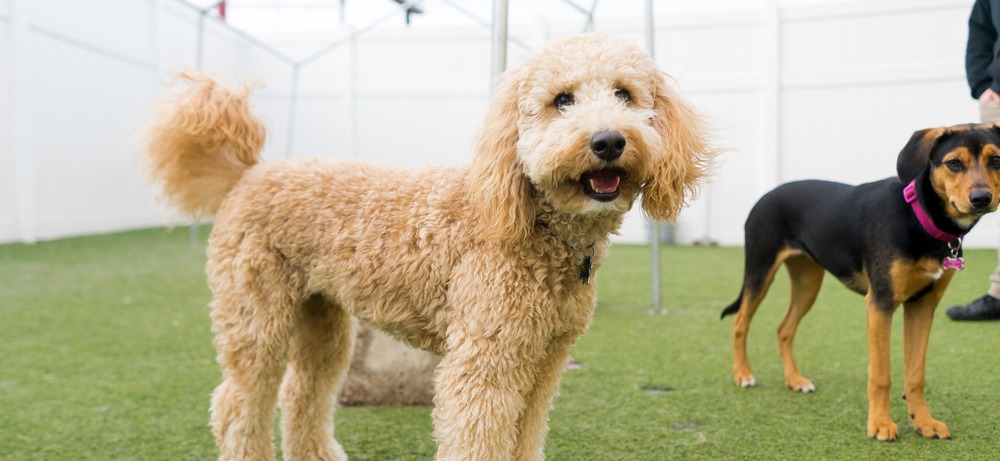Dog walking outdoors with steady support