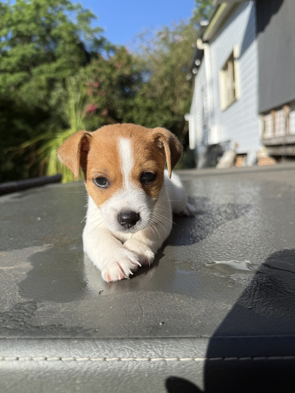Wire-haired fox terrier standing alert outdoors