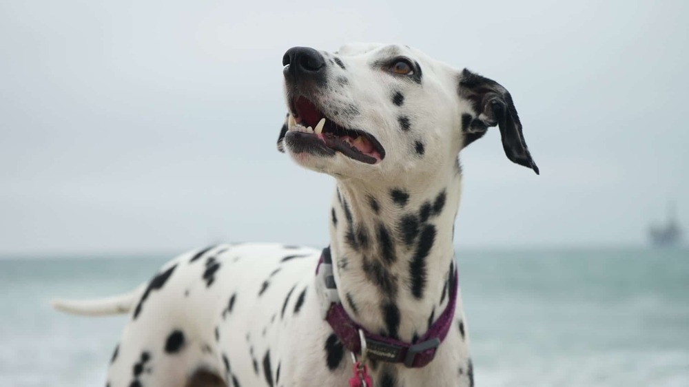 Dog looking to the side with alert ears