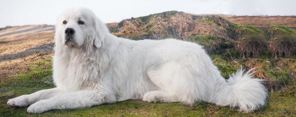 Tatra Mountain Sheepdog with thick white coat