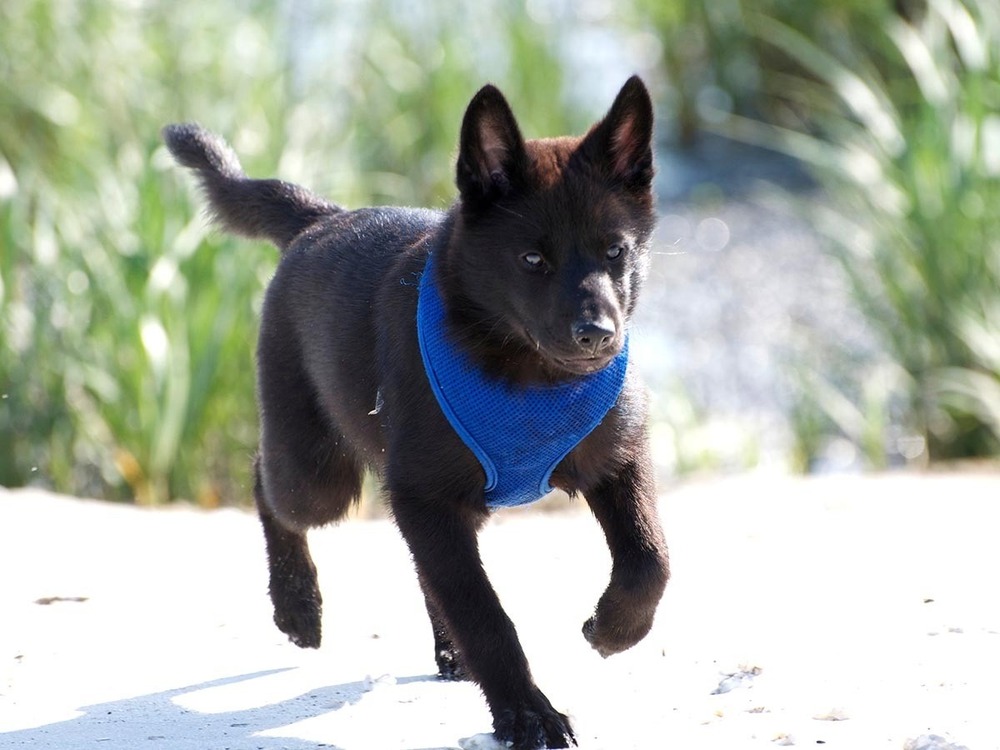Kai Ken standing in profile