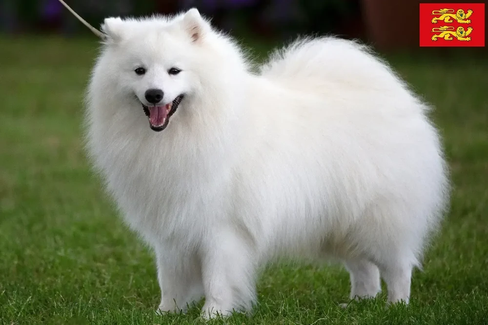 Spitz dog resting indoors