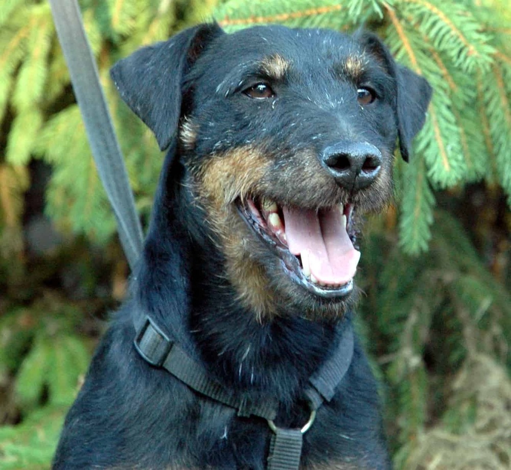 Jagdterrier moving through grass