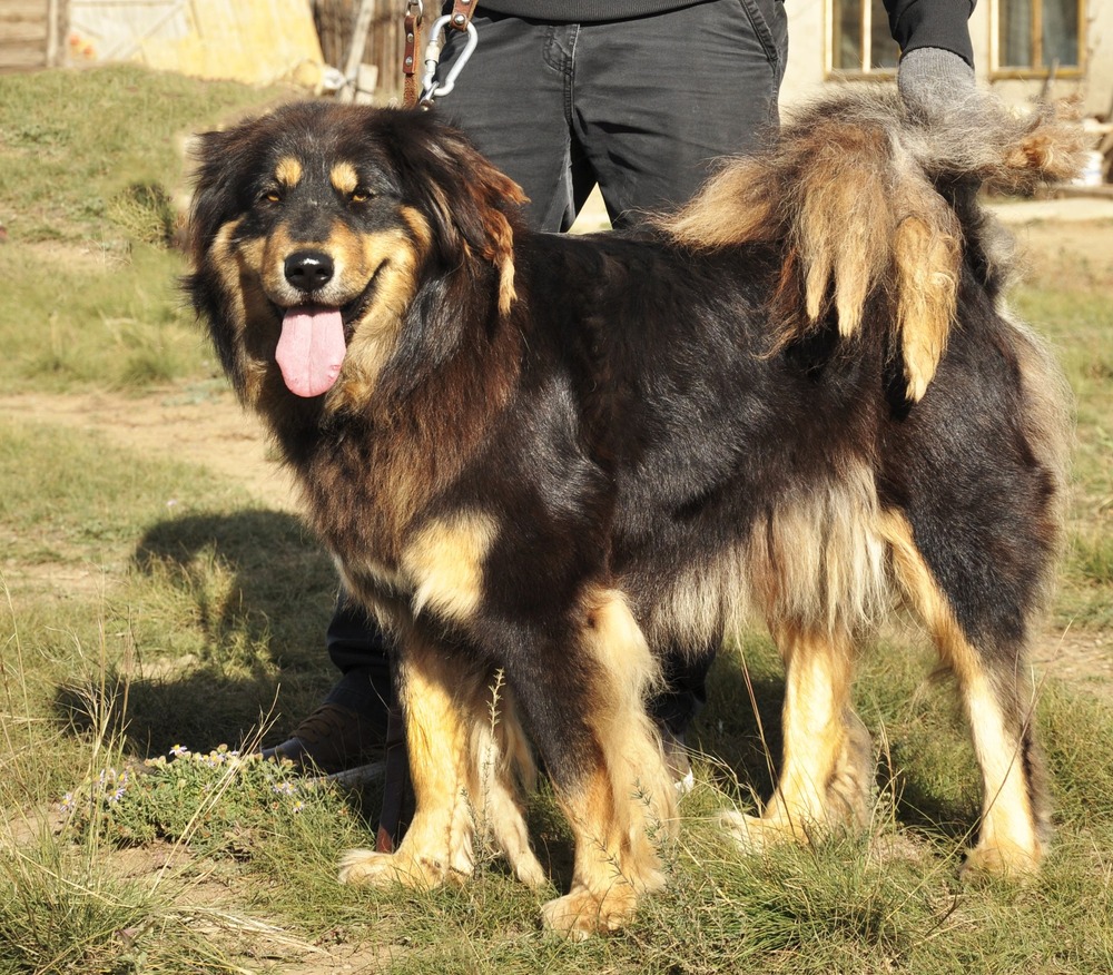 Bakharwal Dog close-up with thick coat