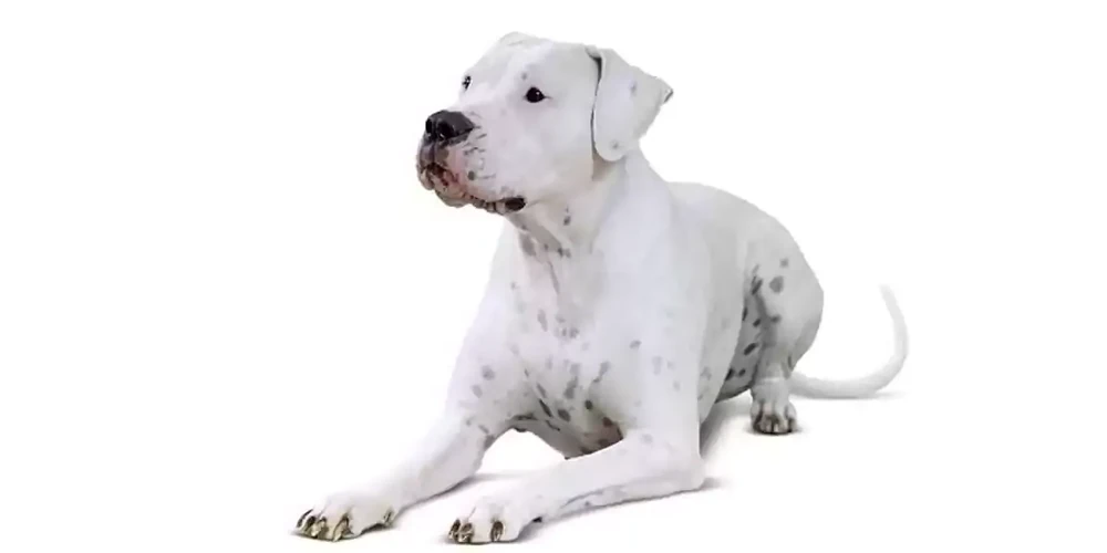 Dogo Argentino standing side on