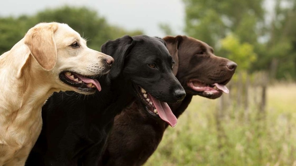 Labrador retriever running in a field
