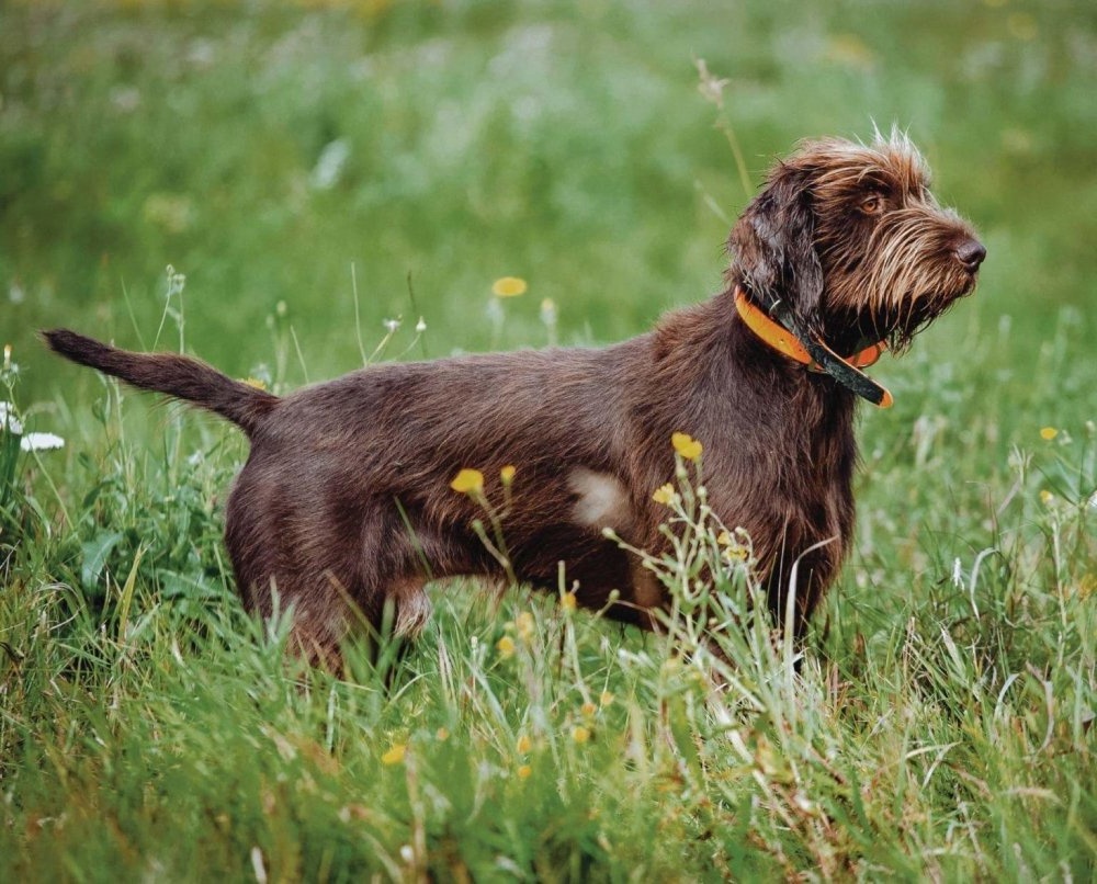 Pudelpointer sitting attentively