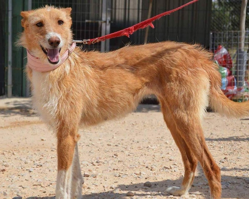 Podenco Valenciano watching attentively