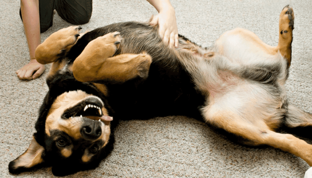Owner checking dog skin near the hindquarters