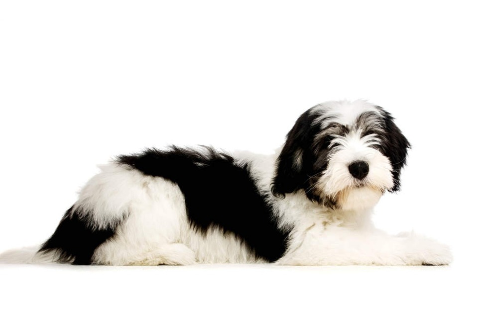 Polish Lowland Sheepdog sitting on grass