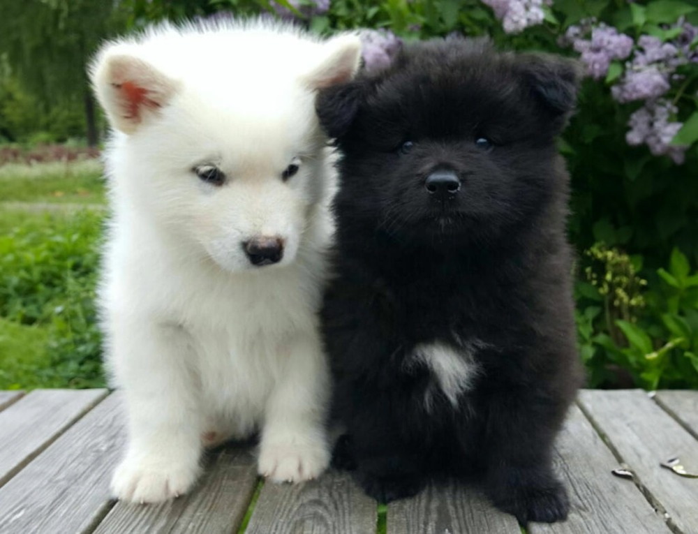 Swedish Lapphund running outdoors