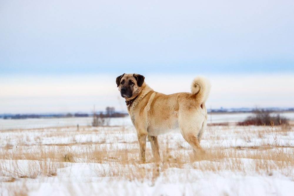 Kangal shepherd dog resting on grass